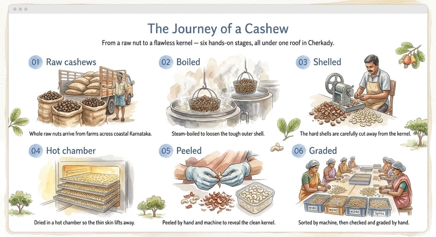 The journey of a cashew at Shree Durga: raw cashews arrive, are boiled, shelled, dried in a hot chamber, peeled by hand and machine, then graded — all in Cherkady.